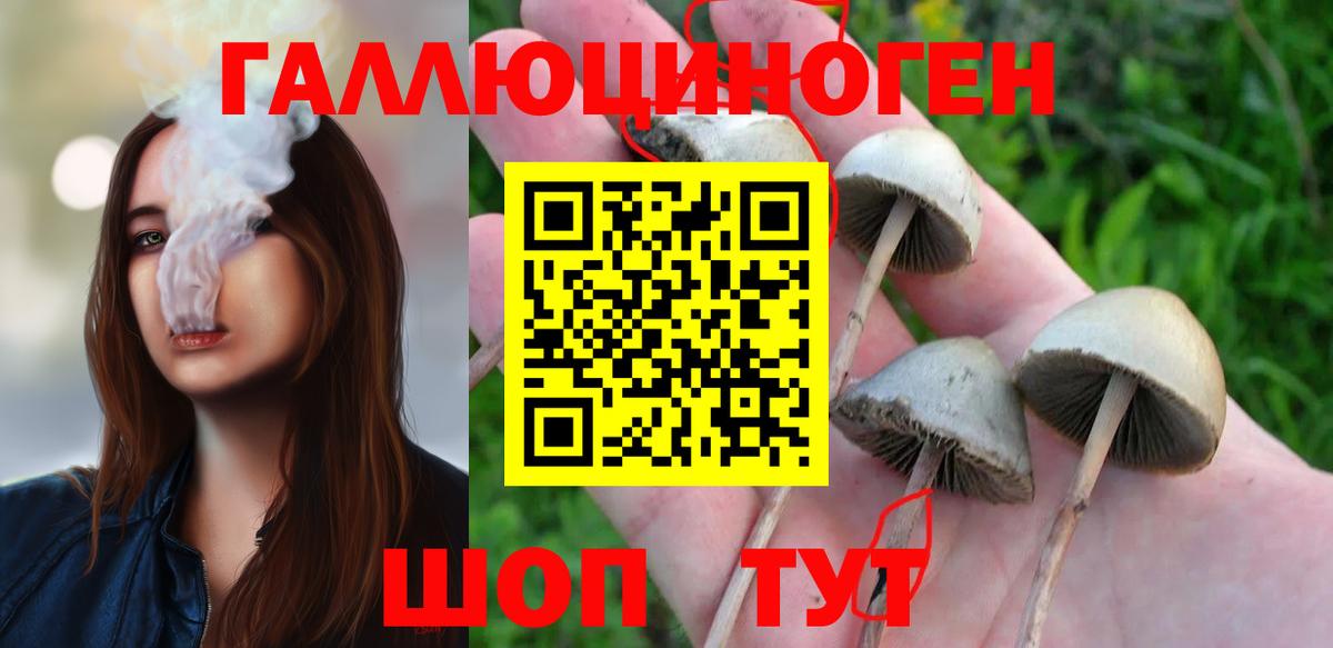 Псилоцибиновые грибы Psilocybine cubensis Киров
